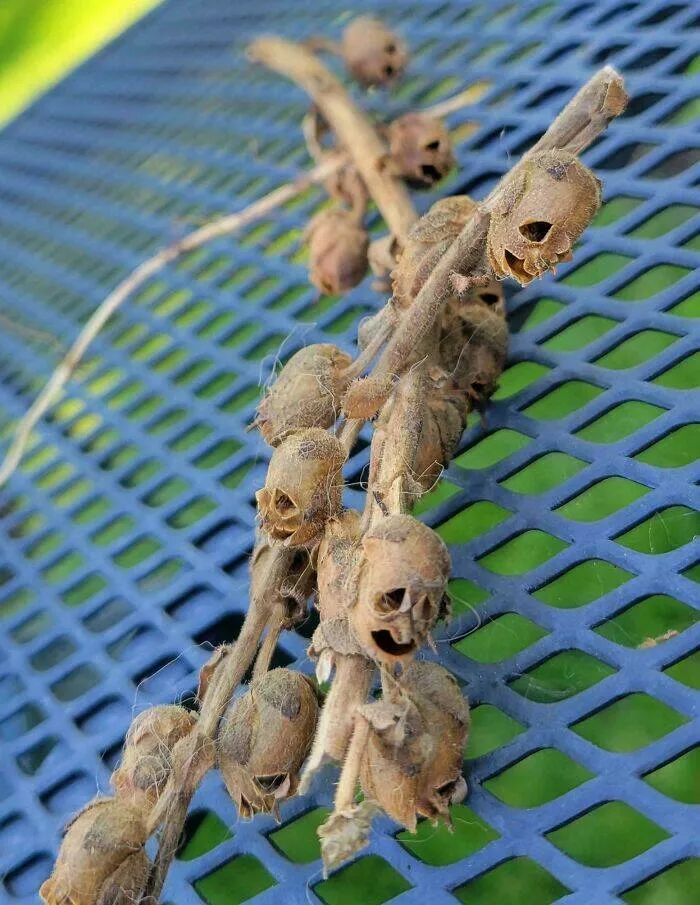 Quand la nature decide detre profondement effrayante - #10 Plante séchée qui ressemble à des âmes en peine figées dans le bois Quand la nature decide detre profondement effrayante - #10 Plante séchée qui ressemble à des âmes en peine figées dans le bois