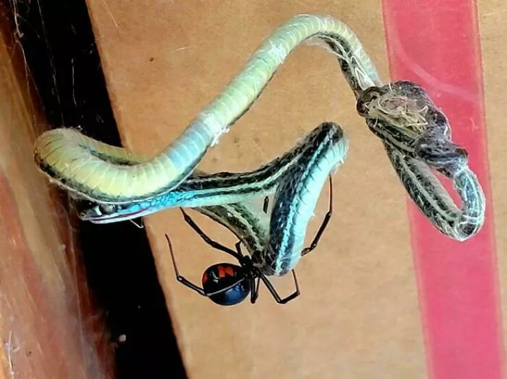 Quand la nature decide detre profondement effrayante - #11 Elle s’est trouvé une collation bien grasse, écureuil gourmand assuré Quand la nature decide detre profondement effrayante - #11 Elle s’est trouvé une collation bien grasse, écureuil gourmand assuré