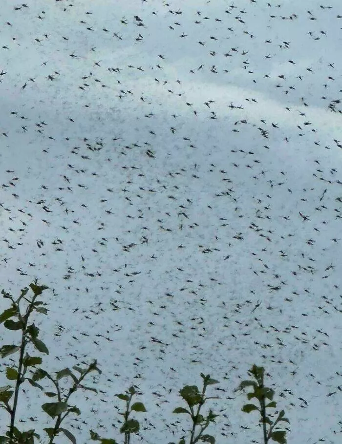 Quand la nature decide detre profondement effrayante - #12 Un été normal en Norvège : cerf, ciel clair, pas de stress Quand la nature decide detre profondement effrayante - #12 Un été normal en Norvège : cerf, ciel clair, pas de stress