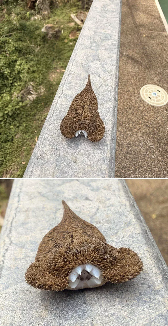 Quand la nature decide detre profondement effrayante - #13 Qu’est-ce que c’est que ce truc dans ma piscine ? panique totale Quand la nature decide detre profondement effrayante - #13 Qu’est-ce que c’est que ce truc dans ma piscine ? panique totale