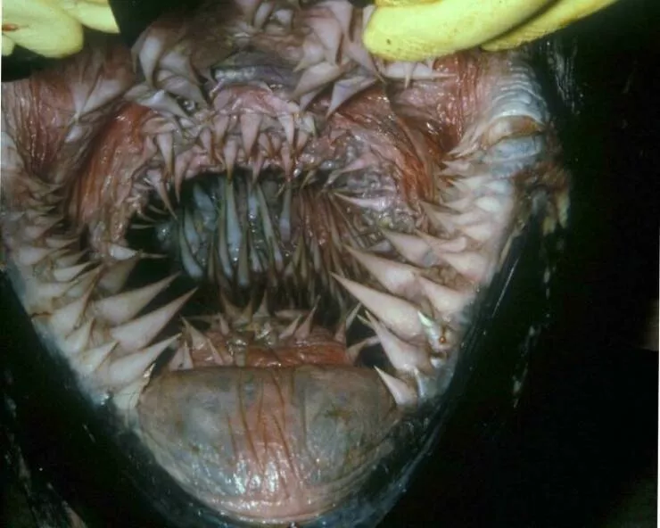 Quand la nature decide detre profondement effrayante - #14 À l’intérieur de la bouche d’une tortue marine : vision surréaliste garantie Quand la nature decide detre profondement effrayante - #14 À l’intérieur de la bouche d’une tortue marine : vision surréaliste garantie