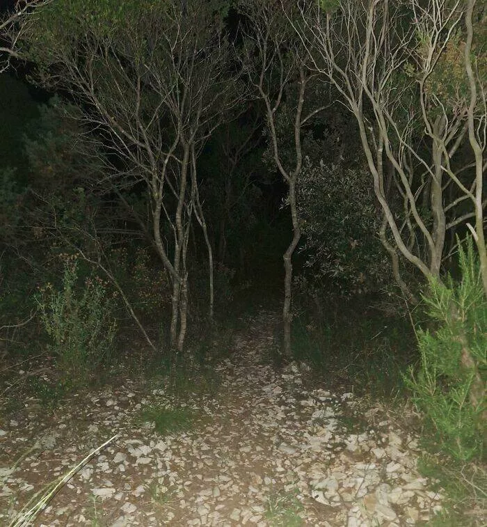 Quand la nature decide detre profondement effrayante - #15 Chemin des toilettes chez nous ? Plus un décor de film d’horreur Quand la nature decide detre profondement effrayante - #15 Chemin des toilettes chez nous ? Plus un décor de film d’horreur