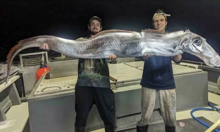 Quand la nature decide detre profondement effrayante - #16 Poisson pêché en Australie, avec des dents humaines, sérieusement ? Quand la nature decide detre profondement effrayante - #16 Poisson pêché en Australie, avec des dents humaines, sérieusement ?