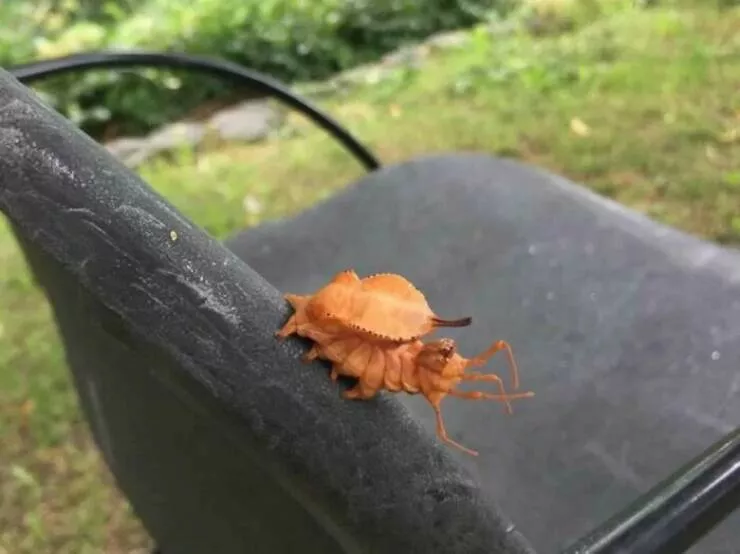 Quand la nature decide detre profondement effrayante - #18 Alien ? Non, chenille papillon homard des Pays-Bas, bizarre mais terrien Quand la nature decide detre profondement effrayante - #18 Alien ? Non, chenille papillon homard des Pays-Bas, bizarre mais terrien
