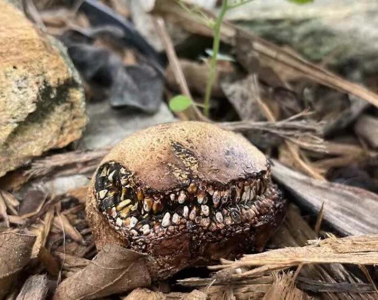 When nature decides to be absolutely terrifying the planets darkest side - #19 Garden mushroom looks ready to bite—nature’s horror prop department