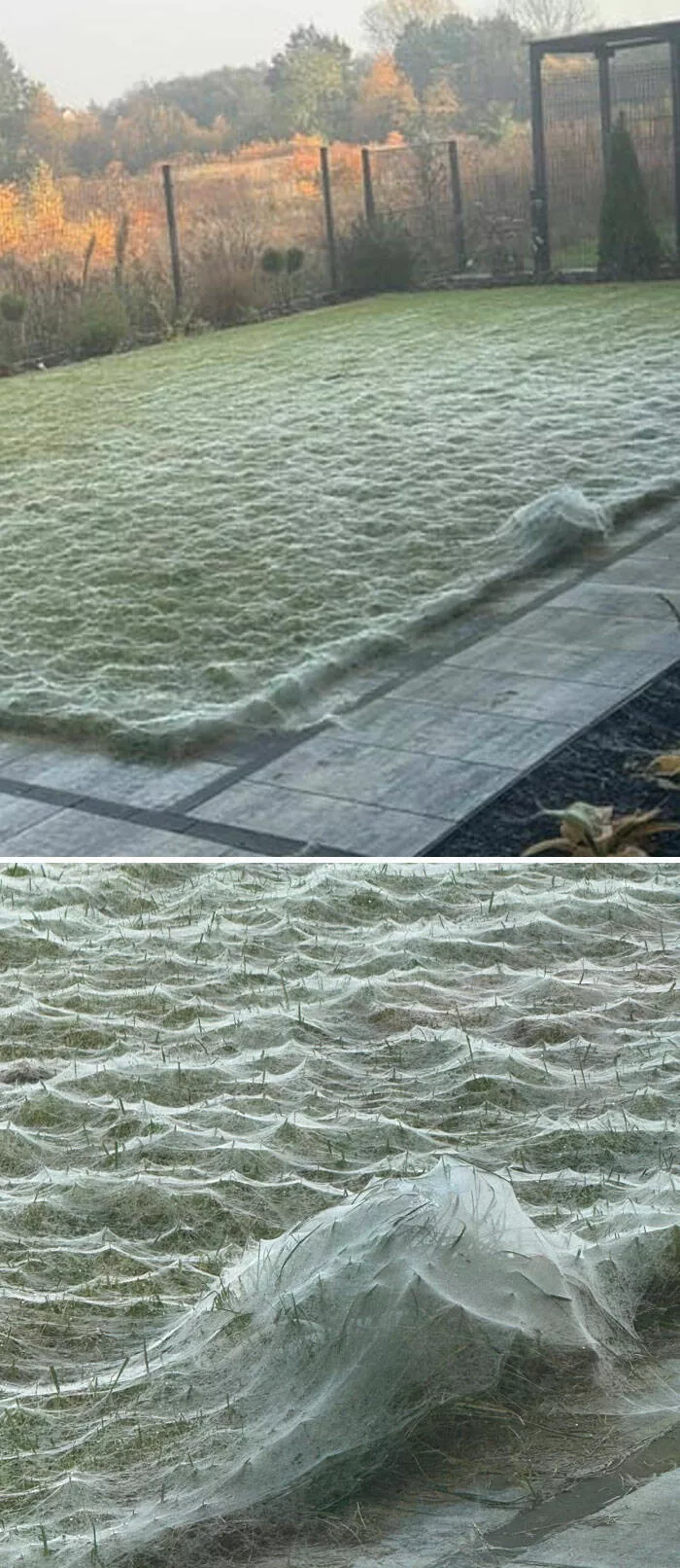 When nature decides to be absolutely terrifying the planets darkest side - #2 Spiderwebs transform garden into haunted house overnight