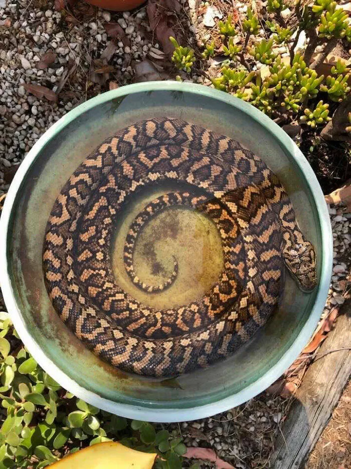 Quand la nature decide detre profondement effrayante - #20 35°C avant 9h, les oiseaux fuient le bain, moi aussi je fuirais Quand la nature decide detre profondement effrayante - #20 35°C avant 9h, les oiseaux fuient le bain, moi aussi je fuirais