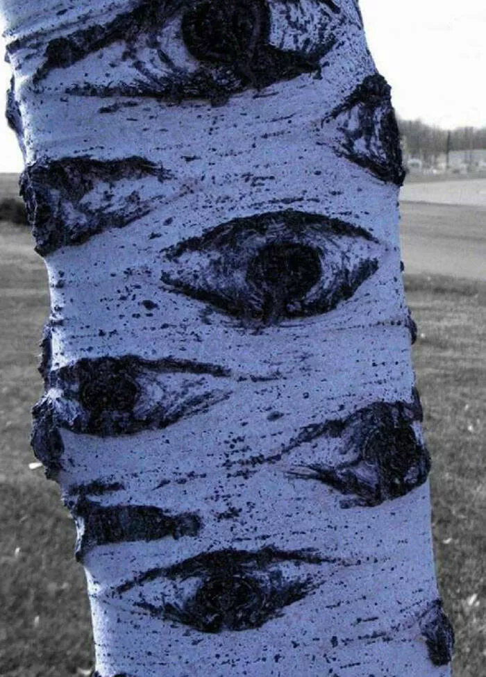 When nature decides to be absolutely terrifying the planets darkest side - #21 Tree bark morphs into staring eyes—nature’s silent watchers