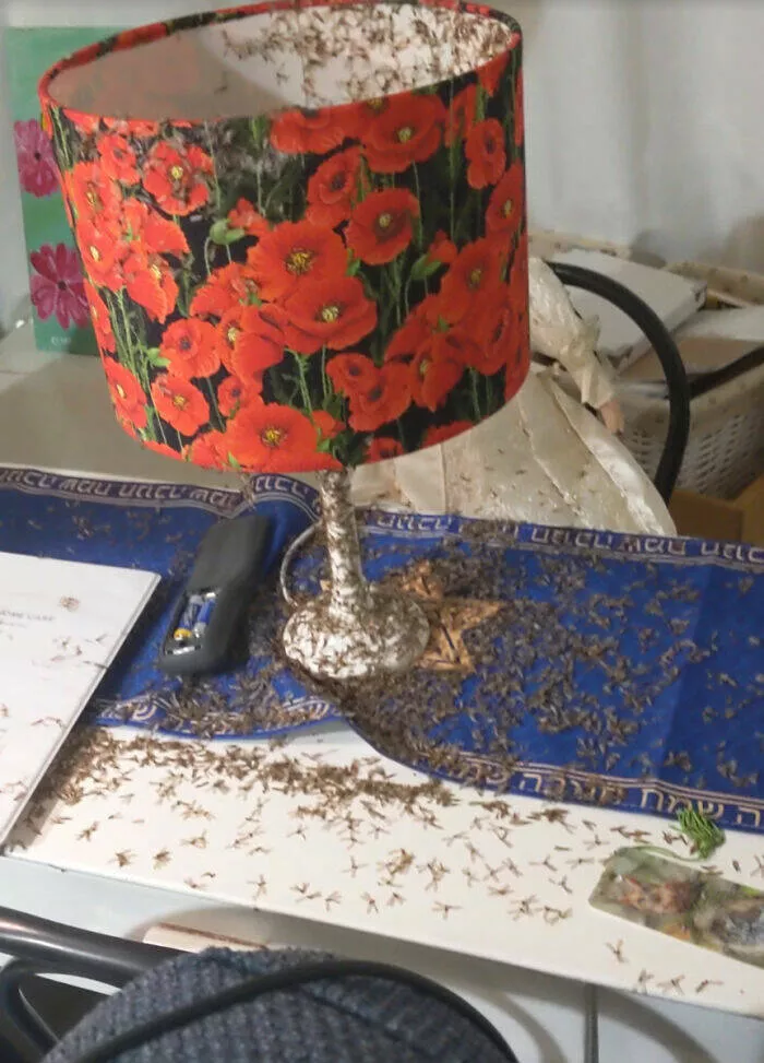 When nature decides to be absolutely terrifying the planets darkest side - #22 Grandma’s table swarms with bugs—colony level unlocked, no warning