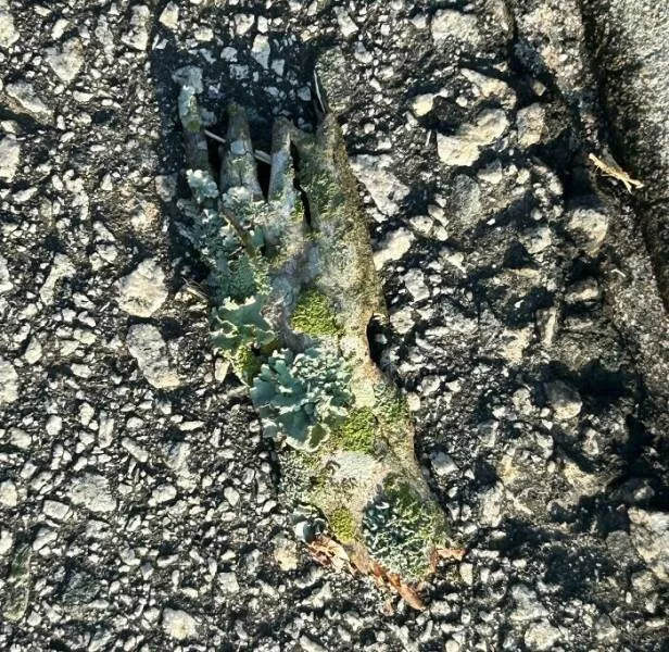 When nature decides to be absolutely terrifying the planets darkest side - #23 Tree branch twists into a zombie hand, nature’s horror prop