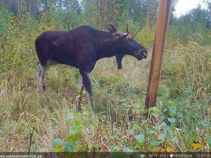When nature decides to be absolutely terrifying the planets darkest side - #24 Moose suffers antler growing into eye—nature gone wrong