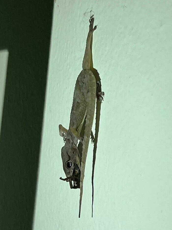 When nature decides to be absolutely terrifying the planets darkest side - #25 Gecko bites venomous spider, both die mid-meal, fatal snack