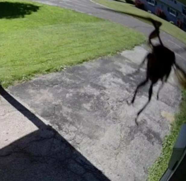 When nature decides to be absolutely terrifying the planets darkest side - #26 Security alert shows a blur—then I recognize my own jumpscare face