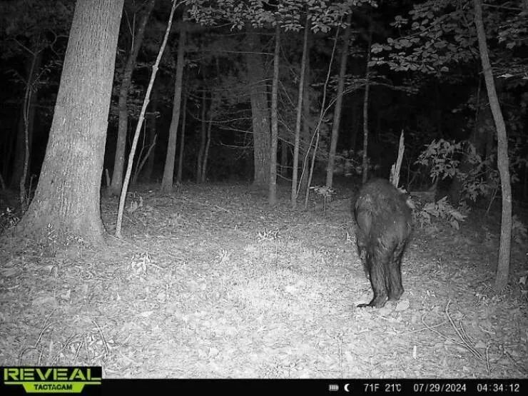 When nature decides to be absolutely terrifying the planets darkest side - #27 Friend’s trail cam catches wild moments in North Carolina woods