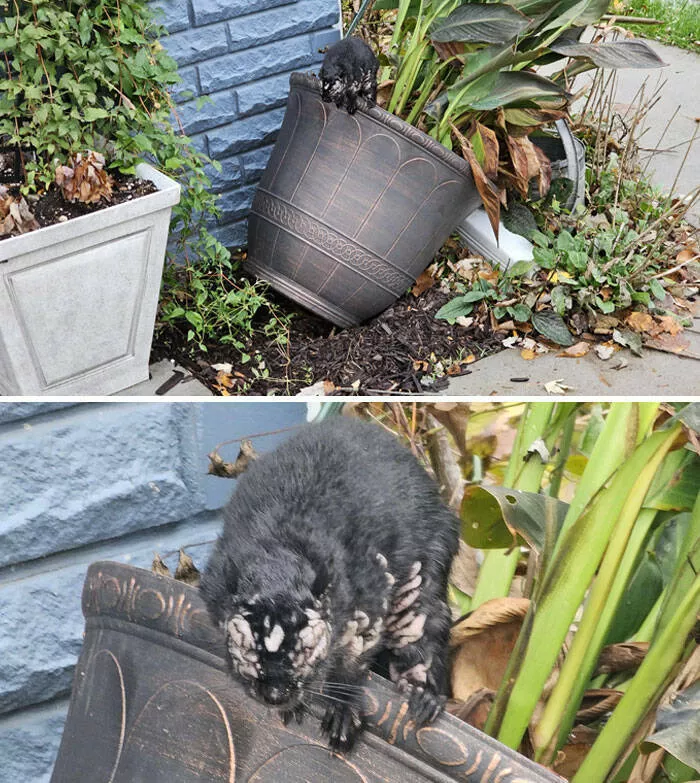 When nature decides to be absolutely terrifying the planets darkest side - #28 Zombie squirrel spotted—matted, wild-eyed, what disease took over?