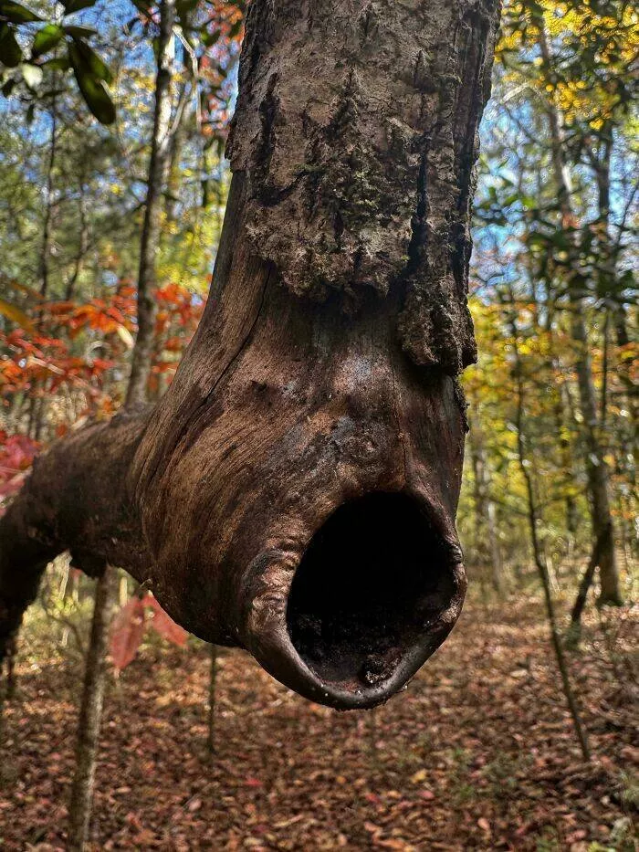 When nature decides to be absolutely terrifying the planets darkest side - #29 Forest tree shaped like a screaming face, silent but terrifying