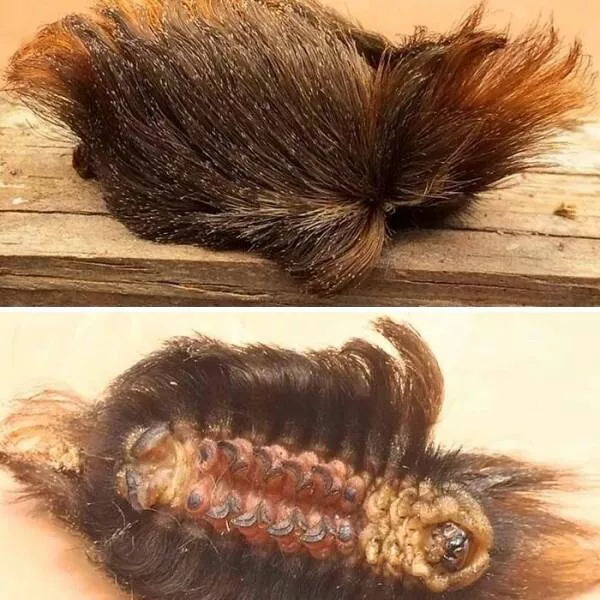 Quand la nature decide detre profondement effrayante - #3 Pas un toupet de cheveux, mais une chenille venimeuse, la plus dangereuse des USA Quand la nature decide detre profondement effrayante - #3 Pas un toupet de cheveux, mais une chenille venimeuse, la plus dangereuse des USA