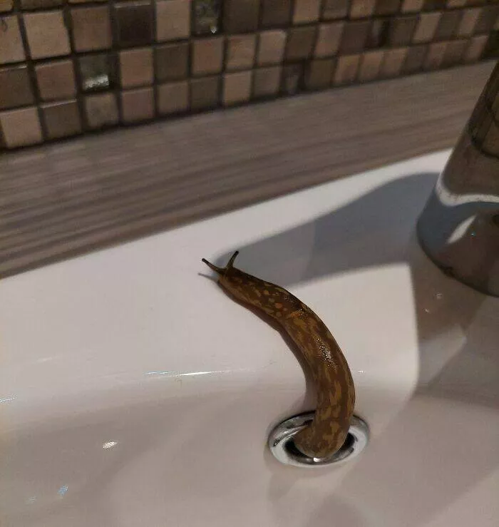 When nature decides to be absolutely terrifying the planets darkest side - #30 Slug crawls from sink’s overflow—bathroom horror in slow motion