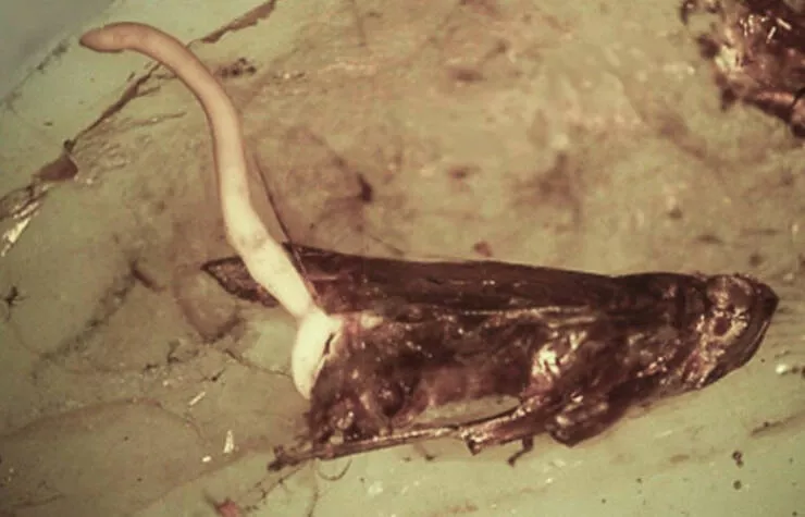 When nature decides to be absolutely terrifying the planets darkest side - #31 Parasite trapped in amber, mid-escape, frozen in prehistoric panic