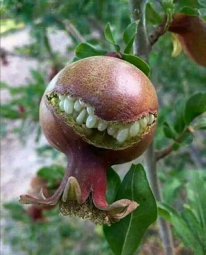 When nature decides to be absolutely terrifying the planets darkest side - #32 Pomegranate split open like a bloody heart from a thriller film