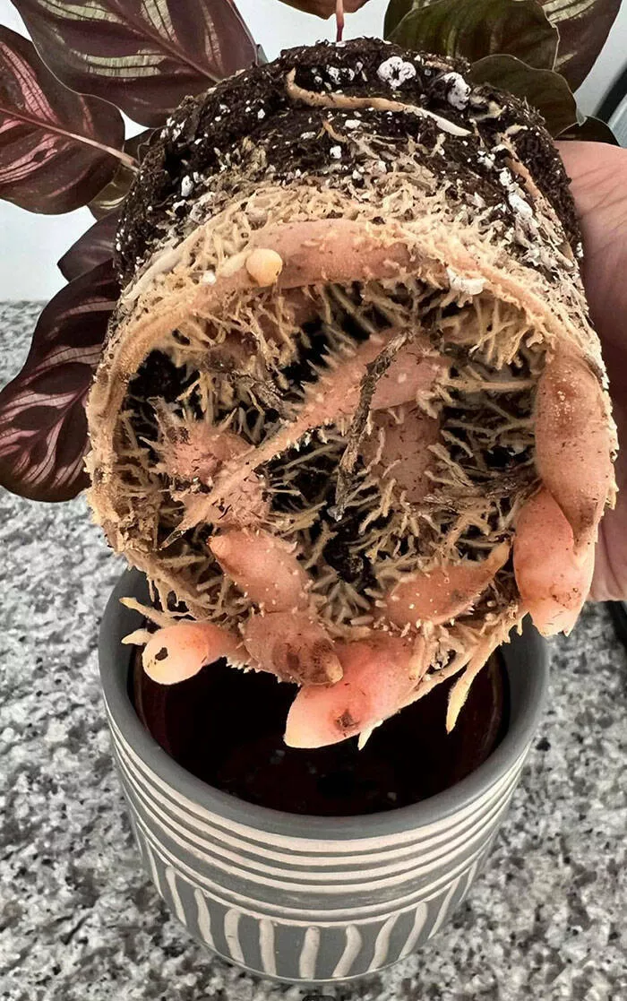 When nature decides to be absolutely terrifying the planets darkest side - #33 Plant roots snake like veins—alien life or just aggressive growth?