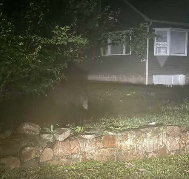 When nature decides to be absolutely terrifying the planets darkest side - #34 Black bear stares me down while feasting on a customer’s trash bag