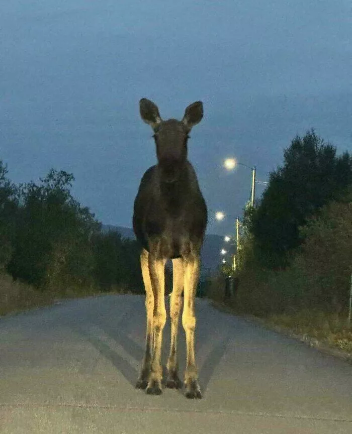 When nature decides to be absolutely terrifying the planets darkest side - #35 Evening walk meets moose with antlers defying anatomy and safety