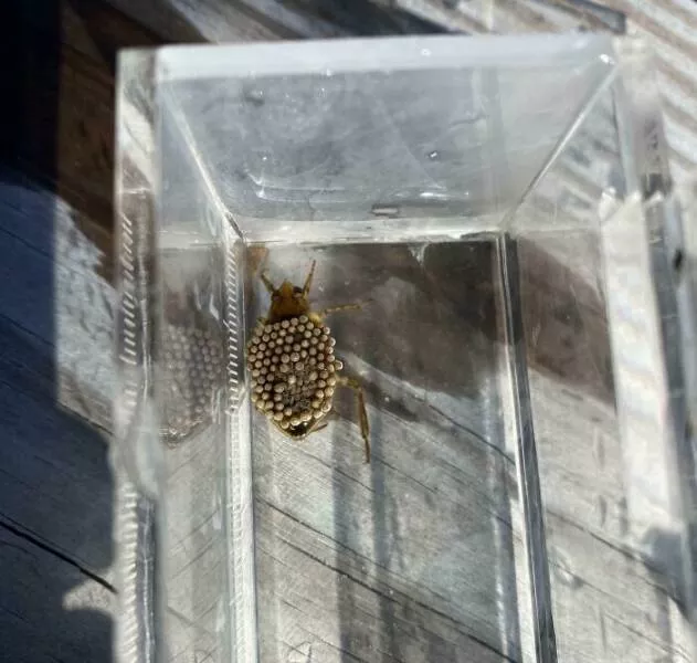 When nature decides to be absolutely terrifying the planets darkest side - #37 Giant water bug found near Virginia Beach—dragon of the swamp revealed