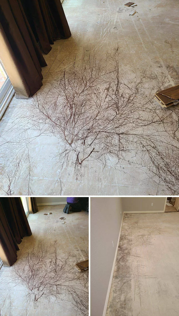 When nature decides to be absolutely terrifying the planets darkest side - #38 Roots or mold under floor? We’re calling it WTF until tested