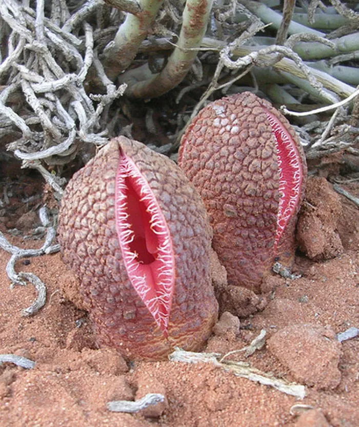 Quand la nature decide detre profondement effrayante Quand la nature decide detre profondement effrayante