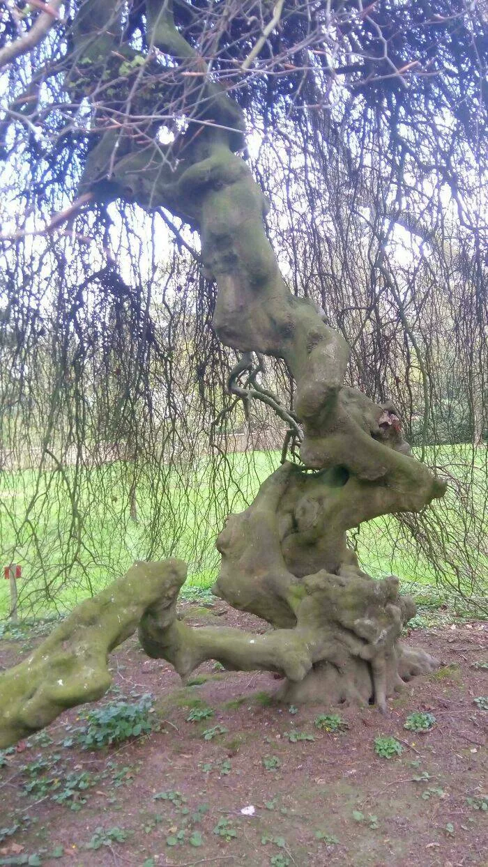 When nature decides to be absolutely terrifying the planets darkest side - #42 Tree looks fine until you see the face in its bark—nope, not fine