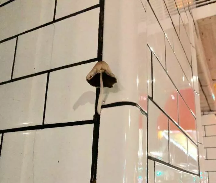 When nature decides to be absolutely terrifying the planets darkest side - #43 Mushroom erupts from Brooklyn building tile—fungus invasion begins