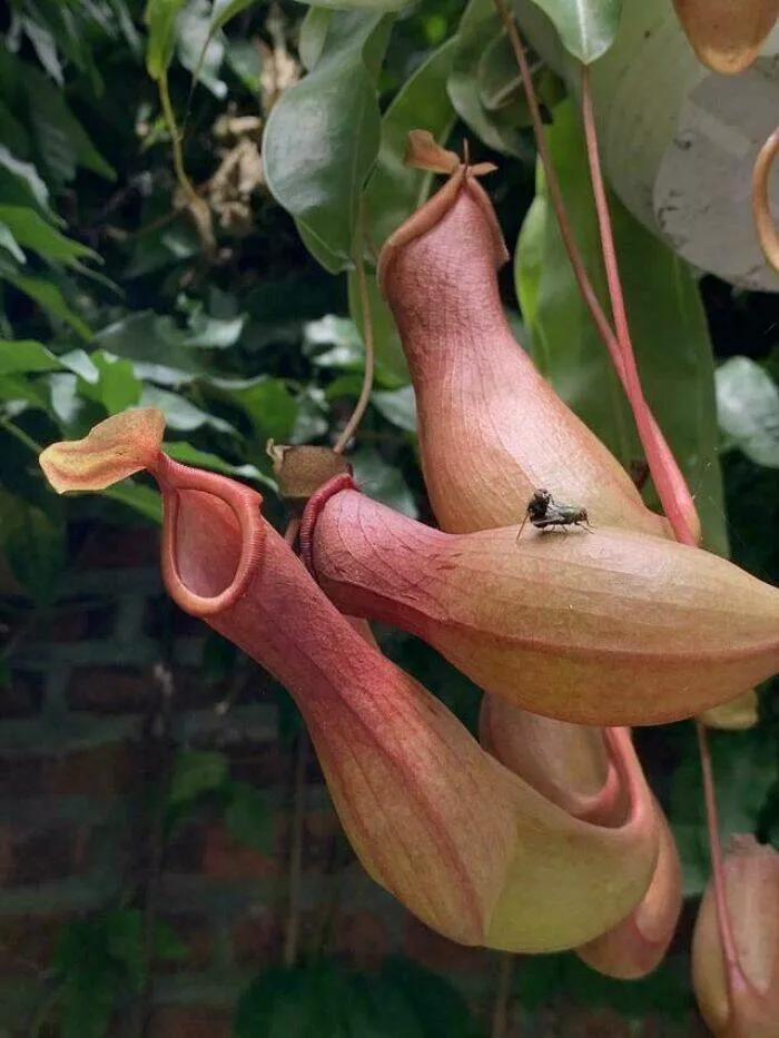 When nature decides to be absolutely terrifying the planets darkest side - #45 Flies mate on pitcher plant—last tryst before digestion begins