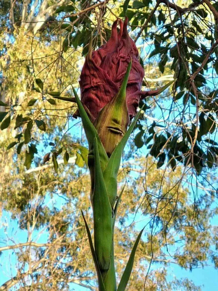 Quand la nature decide detre profondement effrayante - #5 Fleur au visage étrange, elle te regarde, vraiment, elle te regarde Quand la nature decide detre profondement effrayante - #5 Fleur au visage étrange, elle te regarde, vraiment, elle te regarde
