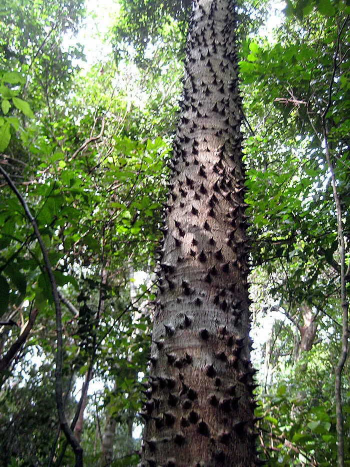Quand la nature decide detre profondement effrayante - #6 L’arbre dynamite explose ses fruits comme des mines naturelles Quand la nature decide detre profondement effrayante - #6 L’arbre dynamite explose ses fruits comme des mines naturelles