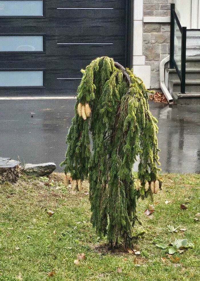 Quand la nature decide detre profondement effrayante - #7 Cet arbre fait peur, surtout la nuit, cauchemar vivant Quand la nature decide detre profondement effrayante - #7 Cet arbre fait peur, surtout la nuit, cauchemar vivant