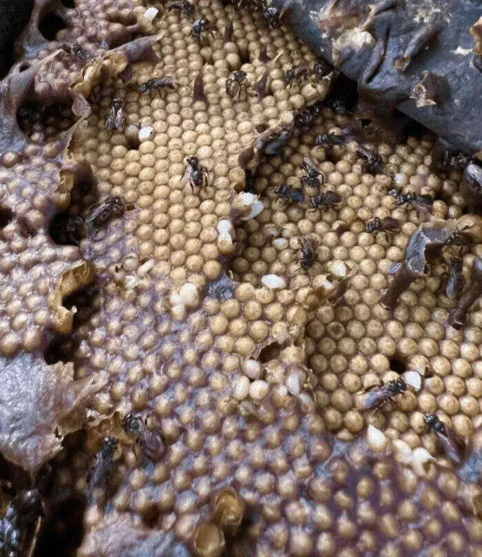 Quand la nature decide detre profondement effrayante - #8 Abeilles charognardes : elles font du miel à partir de chair en décomposition Quand la nature decide detre profondement effrayante - #8 Abeilles charognardes : elles font du miel à partir de chair en décomposition