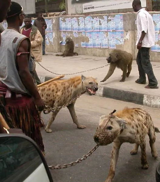Welcome to africa