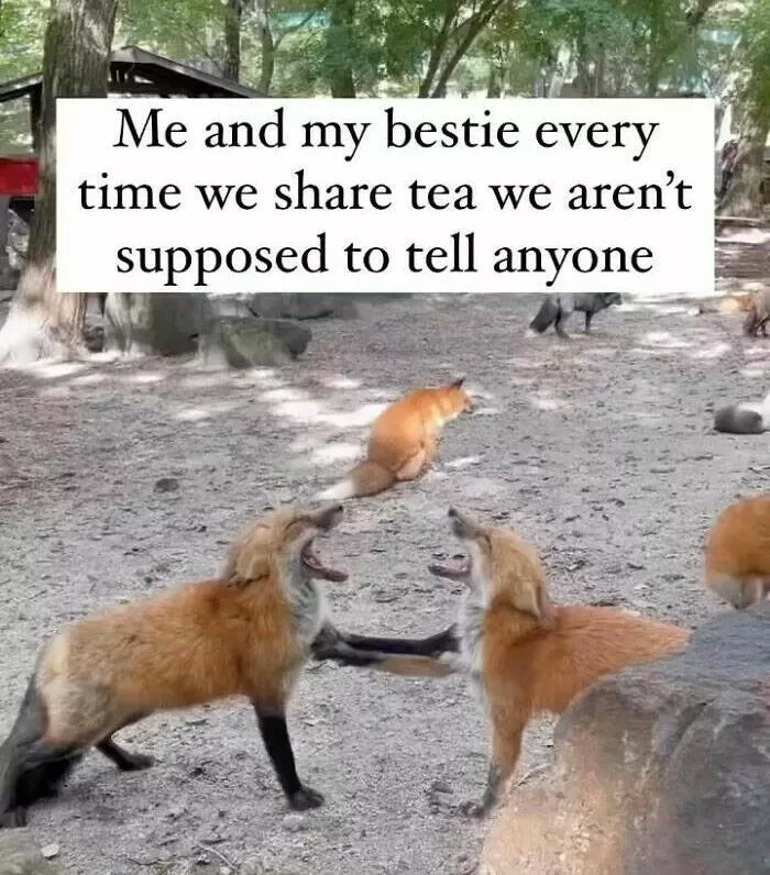 Bestielevel les memes a partager entre amis - #41 