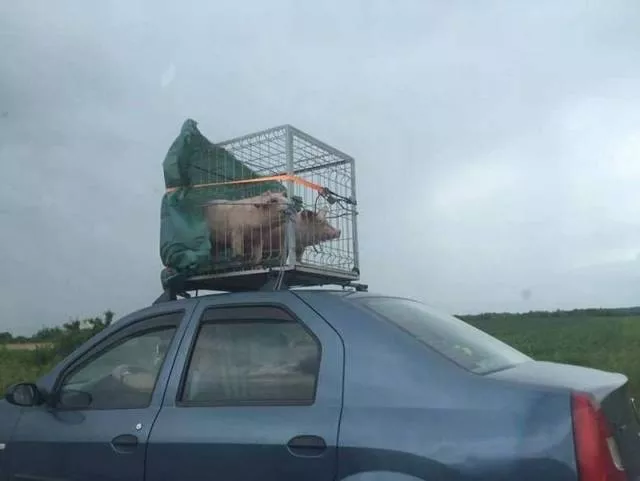 Picdump 138 - #60 