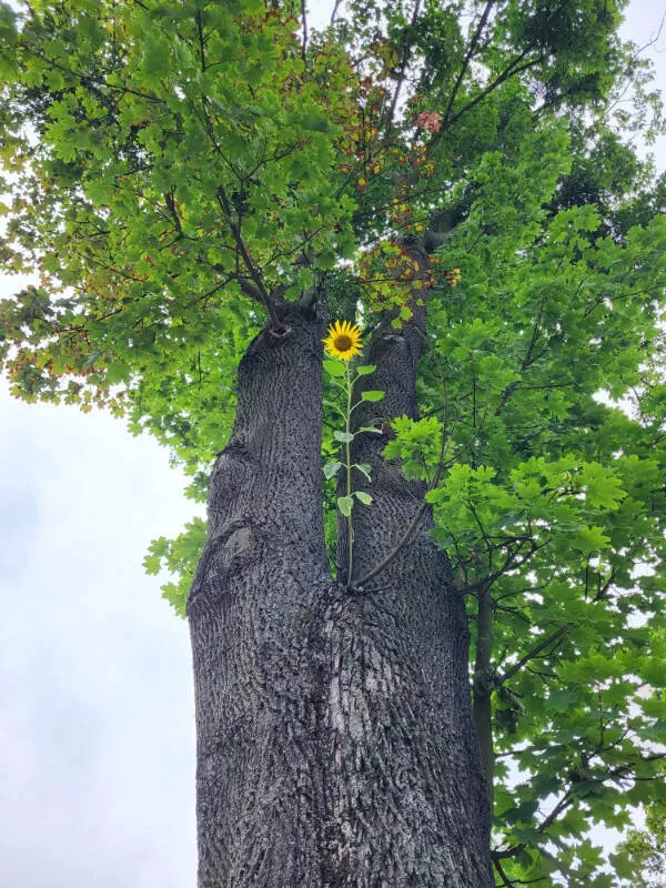 Photos that are just too cool to scroll past - #16 A wild sunflower growing out of a tree trunk
