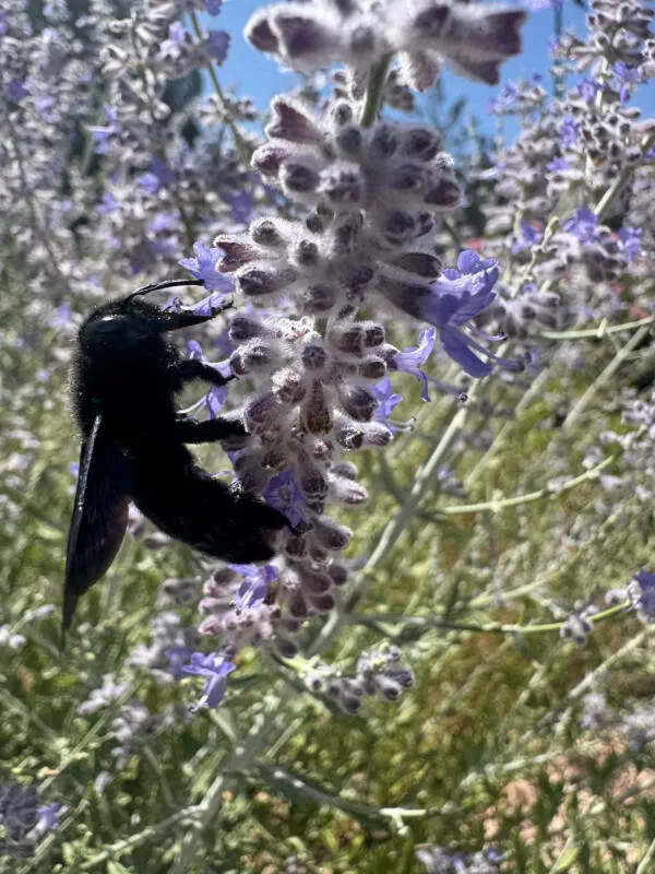 Photos that are just too cool to scroll past - #19 A completely black bee spotted in the French countryside