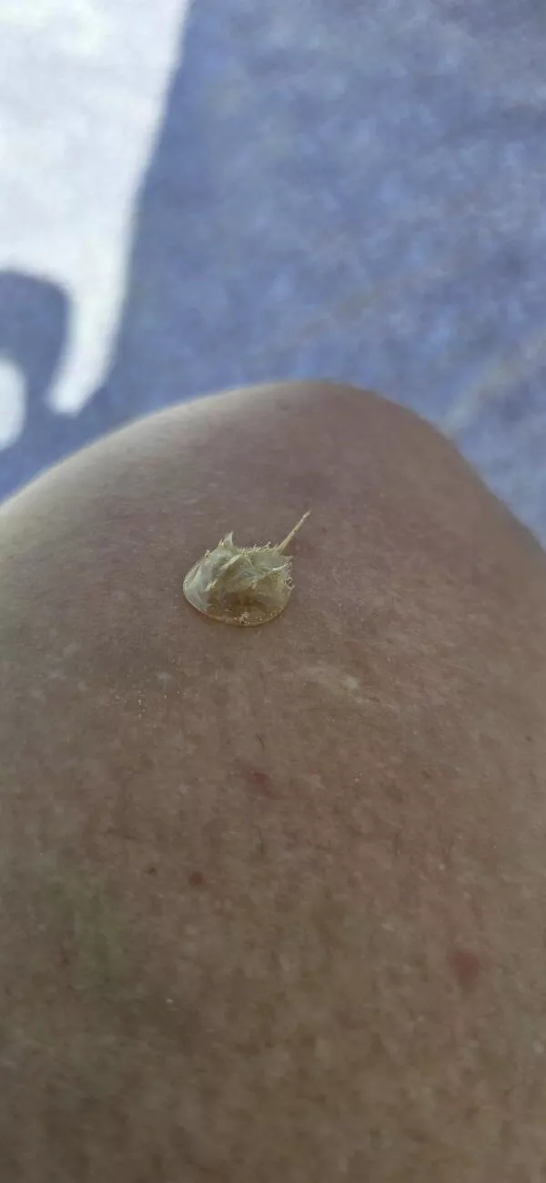 Photos that are just too cool to scroll past - #5 A baby horseshoe crab molt, a tiny treasure