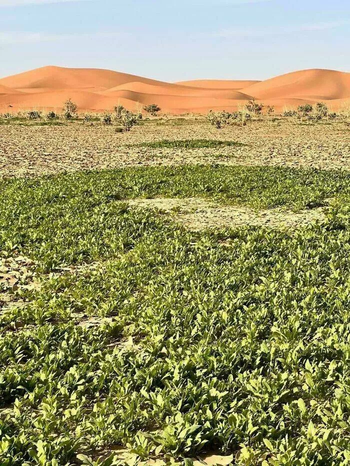 The earths most fascinating geography - #2 The Sahara Desert after a rare heavy rain in Morocco