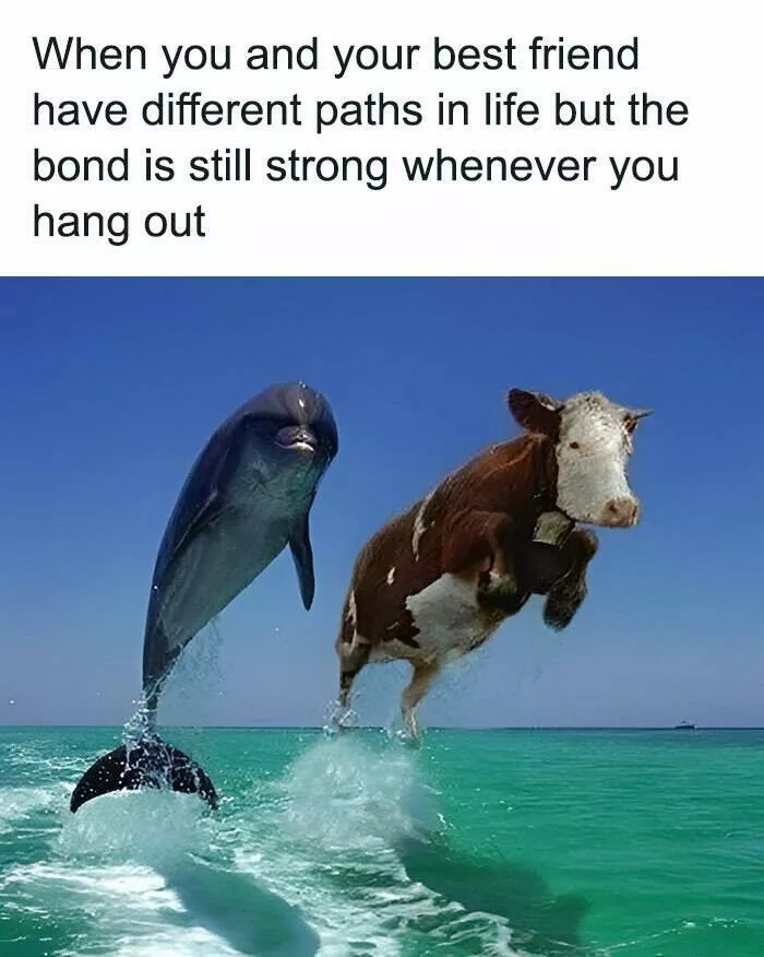 Meilleurs memes a partager avec ta meilleure amie