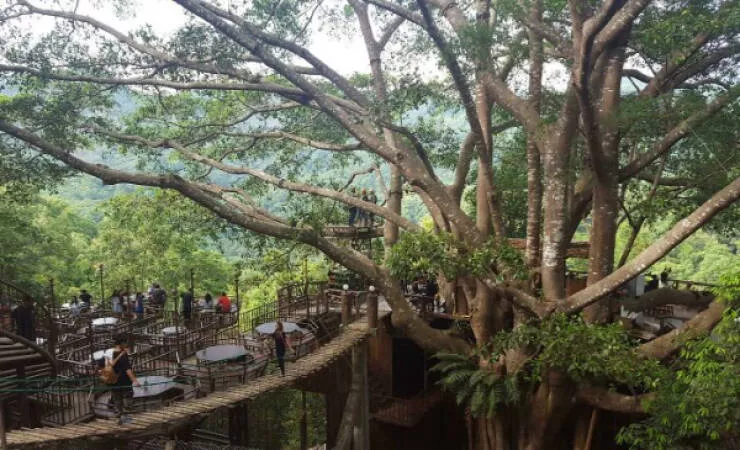 Tresors du monde des trouvailles uniques et rares - #18 A cafe in a giant tree on a mountain in Thailand