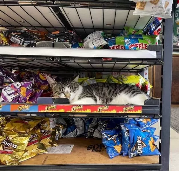 Shop cats the real bosses of the place - #1 