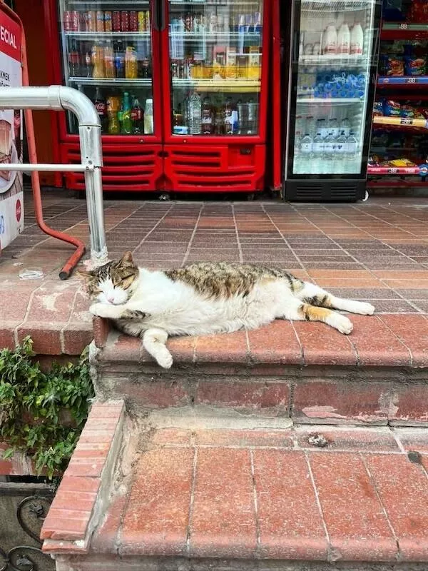 Chats de magasin les vrais patrons des lieux - #10 