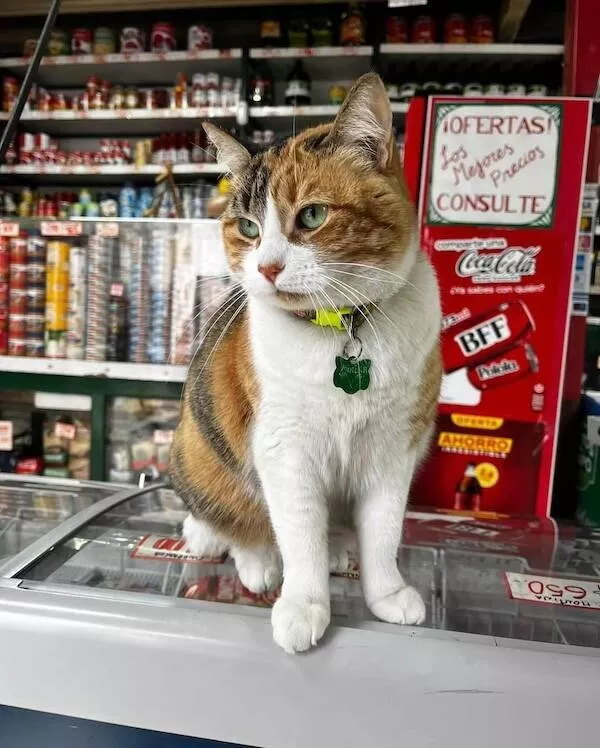 Chats de magasin les vrais patrons des lieux - #11 