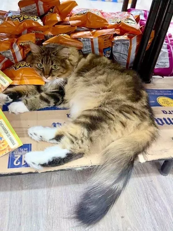 Shop cats the real bosses of the place - #12 
